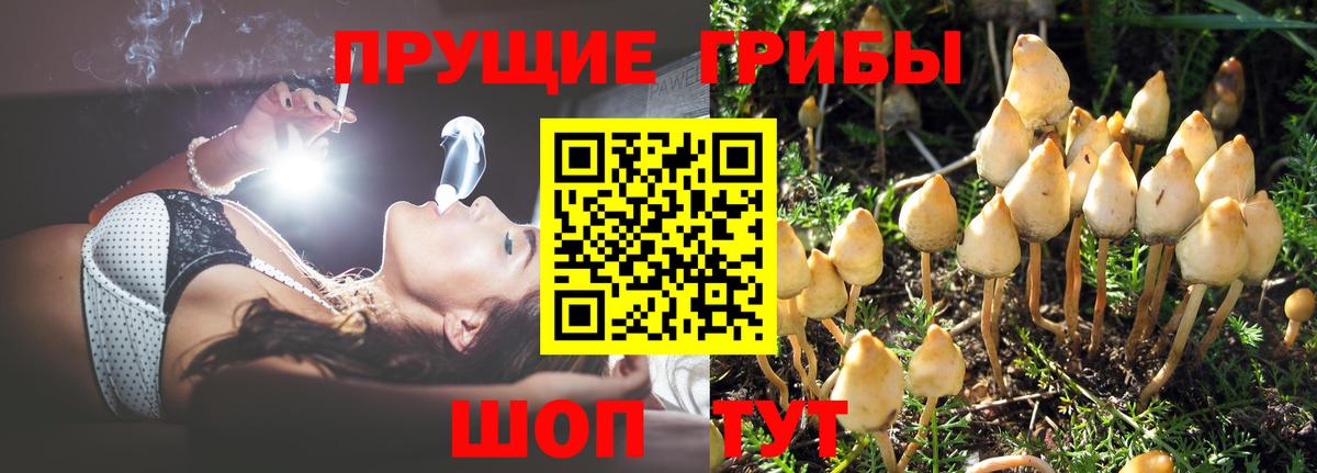 Псилоцибиновые грибы мицелий  Вход с VPN  Псилоцибиновые грибы Psilocybine cubensis  Усть-Илимск 